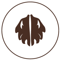 Nuci